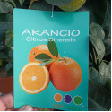 Portocal arancio Citrus Sinensis