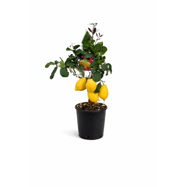 Pom de lamaie Citrus Lemon - lamai galben