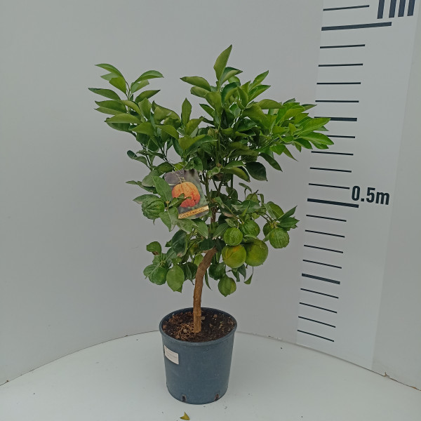 Portocal amar Citrus Canaliculata ghiveci 20 cm