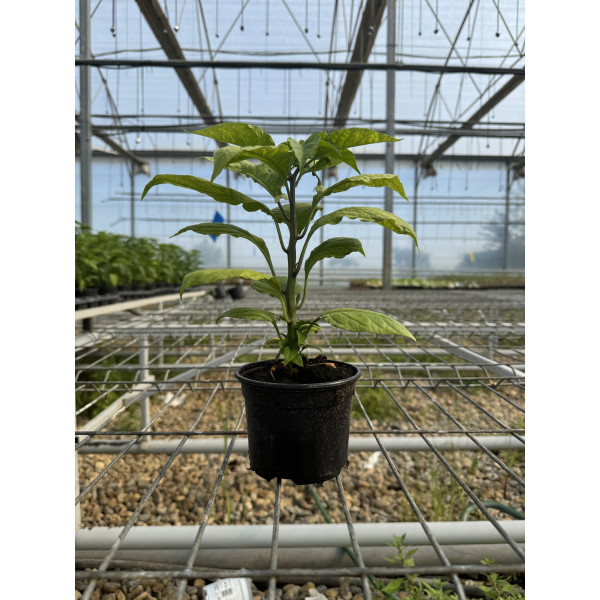 Rasaduri ardei Carolina Reaper
