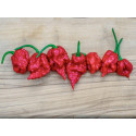 Rasaduri ardei Carolina Reaper