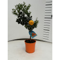 Citrus Chinotto – pom citric decorativ cu fructe amarui – ghiveci 16 cm