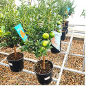 Pom de Chinotto - Citrus Myrtifolia 