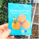 Pom de Chinotto - Citrus Myrtifolia 