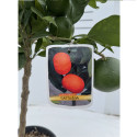Mandarin Satsuma rezistent la ger, Citrus unshiu 