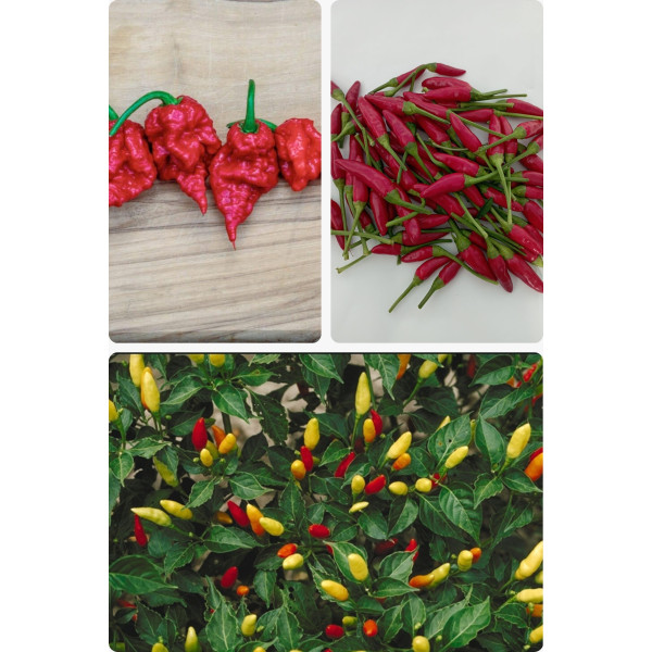 Mix Ardei Iuti – Carolina Reaper, Tabasco, Calabrese – 6 buc