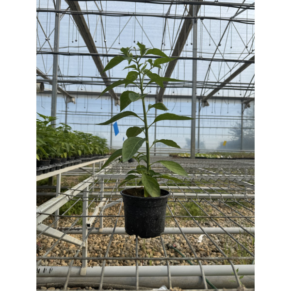 Rasaduri ardei iute Tabasco ghiveci 10,5 cm