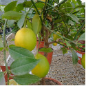 Lamai citrus Limone Meyer - Citrus Meyerii