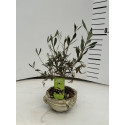 Maslin decorativ Olea Europaea - Ghiveci ceramic