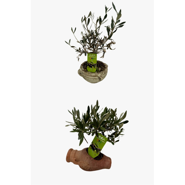 Maslin decorativ Olea Europaea - Ghiveci ceramic