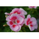 Muscate Pelargonium