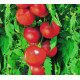 Tomate