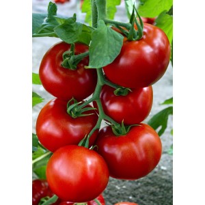 Seminte de tomate Za...