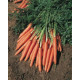 Morcov Morcov