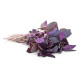 Plante aromatice Plante aromatice