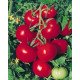 Tomate Tomate