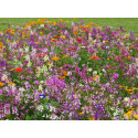 Amestec seminte de flori anuale Mini covor multicolor 100 gr