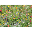 Amestec seminte de flori anuale Mini covor multicolor 100 gr