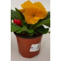 Set 3 flori Primula acaulis ( primule )
