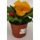 Primula acaulis
