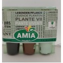 Set 3 flori Primula acaulis ( primule )