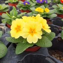 Set 3 flori Primula acaulis ( primule )