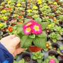Set 3 flori Primula acaulis ( primule )