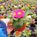 Set 3 flori Primula acaulis ( primule )