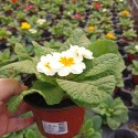 Set 3 flori Primula acaulis ( primule )