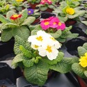 Set 3 flori Primula acaulis ( primule )