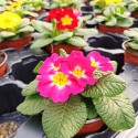 Set 3 flori Primula acaulis ( primule )