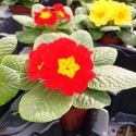 Set 3 flori Primula acaulis ( primule )