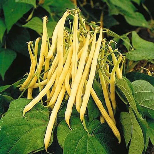 Seminte de fasole galbena pitica Berggold 0,5 kg