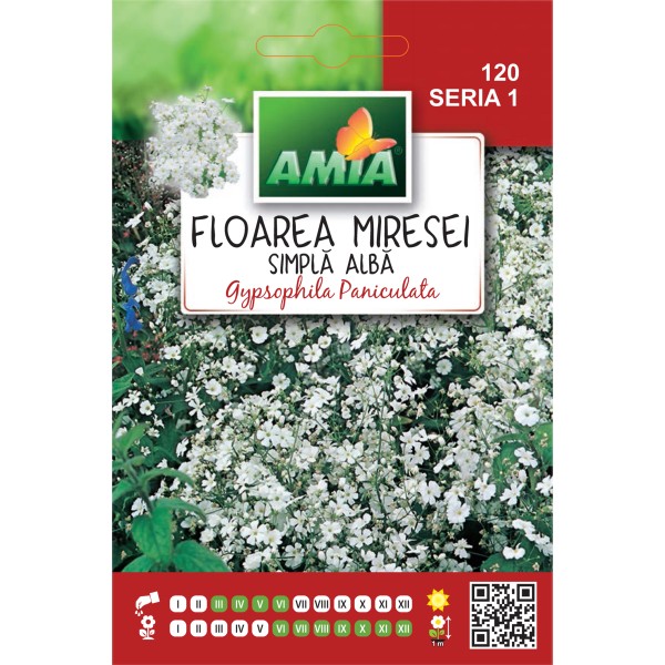 Seminte de flori Floarea Miresei simple alba 0,6 gr Amia