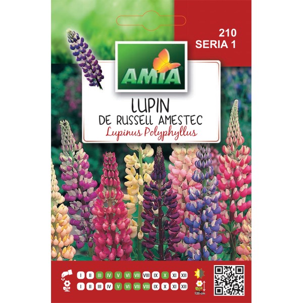 Seminte de flori Lupin hibrid de Russell amestec culori, 0,5 grame