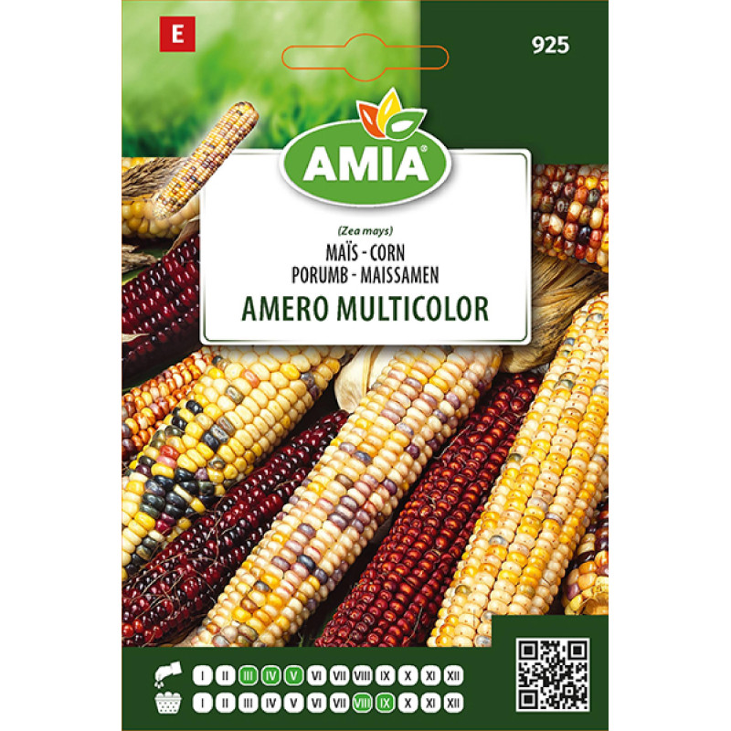 Seminte de Porumb Amero Multicolor AMIA | 7g