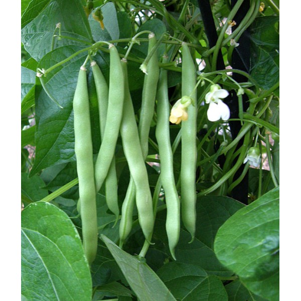 Seminte de fasole verde urcatoare Blue Lake a Seme Bianco 0,5 kg