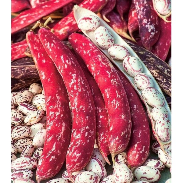 Seminte de fasole pitica pestrita Borlotto Lingua di Fuoco 0,5 kg