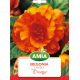Begonia