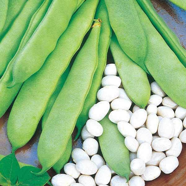 Seminte de fasole verde pitica Coco Nain Blanc Precoce 0,5 kg