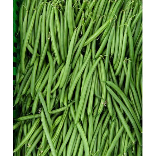 Seminte de fasole verde pitica Contender 0,5 kg