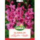 Gladiole
