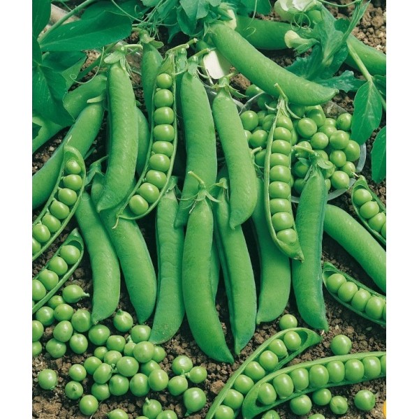 Seminte de mazare Rondo 0,5 kg