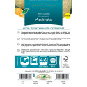 Seminte de pepene galben ananas 1 gr Novasem