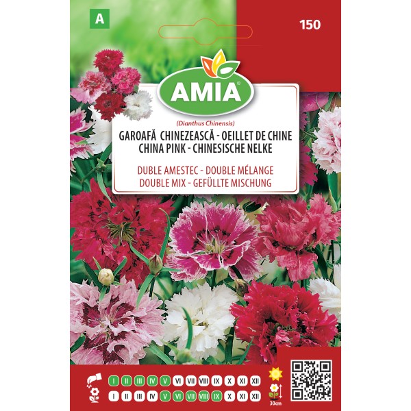 Seminte flori Garoafa chinezeasca flori mari duble 0.80 gr Amia