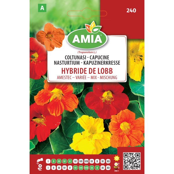 Seminte de flori coltunasi hybride de lobb amestec 3 gr Amia