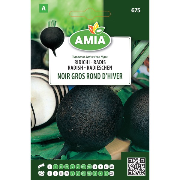 Seminte de ridichi negre Noir gros Rond D'hiver 6 g Amia