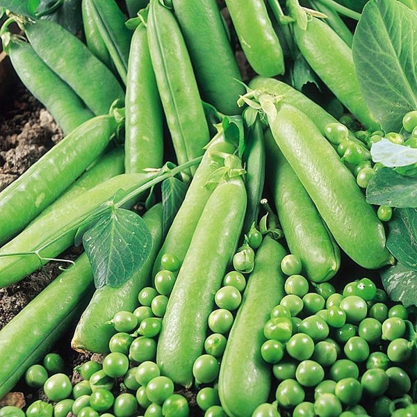 Seminte de mazare pitica Lincoln 0,5 kg