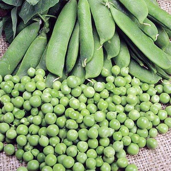 Seminte de mazare Kelvedon Wonder 0,5 kg