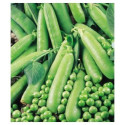 Seminte de mazare Petit Provencal 0,5 kg